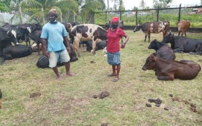 Police recover 44 head of cattle from rustlers 15 still missing