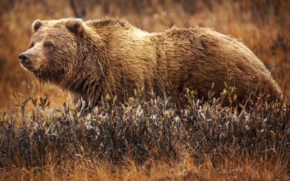 Interesting Creatures…  Grizzly bear