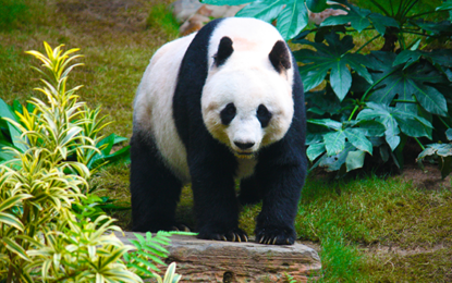 Interesting Creatures…  The Giant Panda