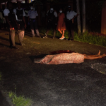 Charlestown man executed on Drysdale Street – Kaieteur News