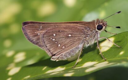 Skipper (butterfly)