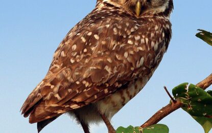 Burrowing Owl (Athene cunicularia)