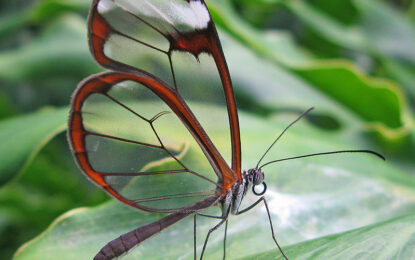 Greta oto (glasswing butterfly)