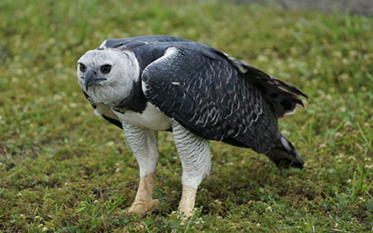 Harpy Eagle -The Most Majestic Bird of Guyana