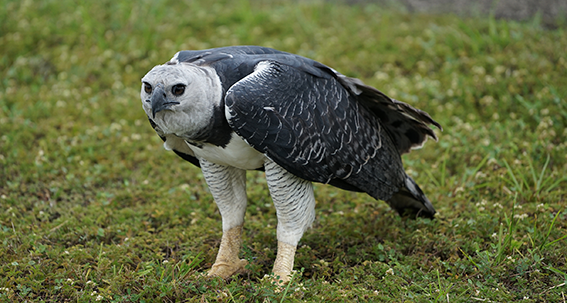 Harpy Eagle -The Most Majestic Bird of Guyana - Kaieteur News