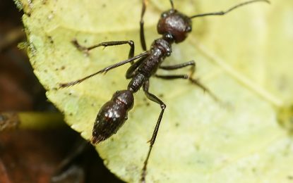 The Bullet Ants (Paraponera clavata)