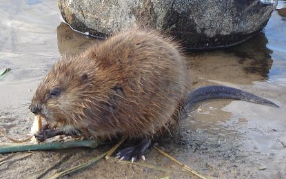 The Muskrat (Ondatra zibethicus)