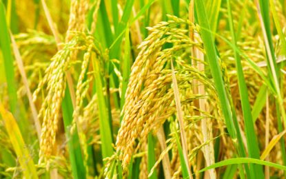 Govt. secures two new int’l markets for rice – Mid-year Report