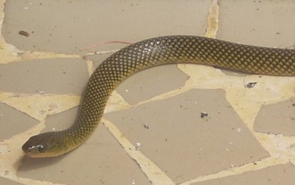 Military ground snake (Erythrolamprus miliaris)