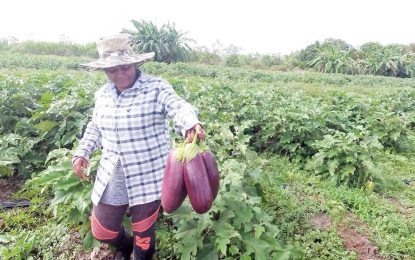 Climate change likely reverse gains in Guyana’s Health/Agriculture sectors – WHO Report