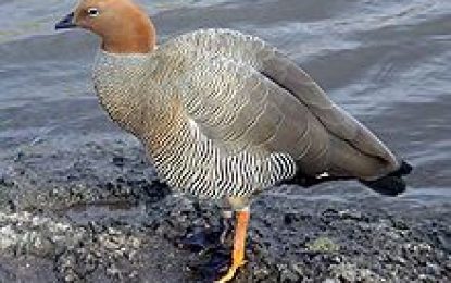 Ruddy – headed goose (Chloephaga rubidiceps)