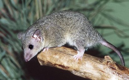 Grey short-tailed opossum [Monodelphis domestica]