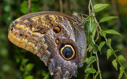 The Owl Butterfly