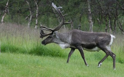 The Reindeer (Rangifer tarandus)