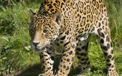 Jaguar (Panthera onca)