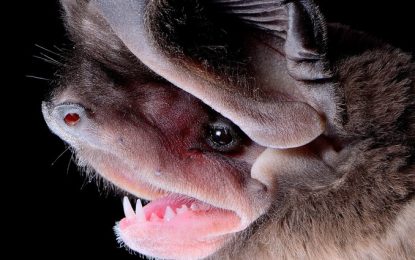 The western mastiff bat (Eumops perotis)