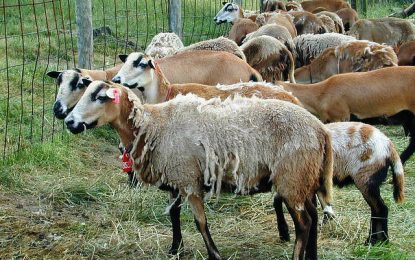 Govt. plans to invest US$175M in Black belly sheep