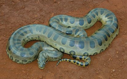 Interesting Creature…  Green anaconda