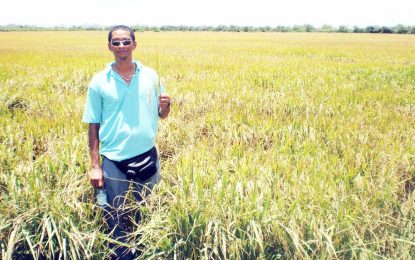 Gas-to-Energy project can result in chronic hardships for farmers
