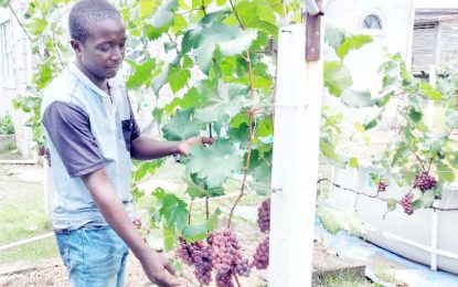 East Bank Berbice farmer resilient in grape cultivation