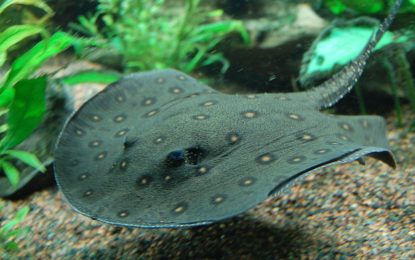 The Peacock-eye Stingray