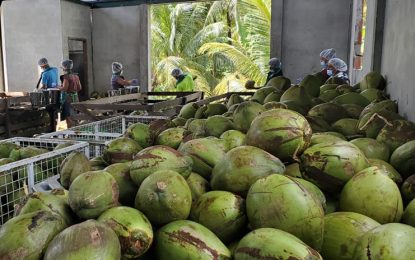 Guyana’s coconut export earned $2.5B last year- Mustapha