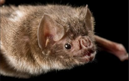 Common Vampire Bat