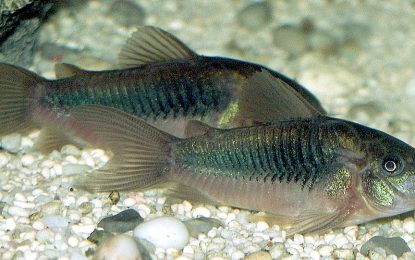 Interesting Creatures… Bronze corydoras