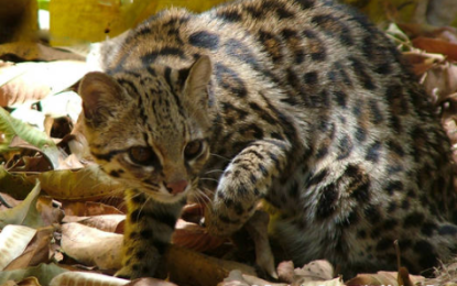 Interesting Creature… Southern Tiger Cat