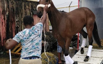 More American racehorses arrives for Guyana Cup to take total to 40