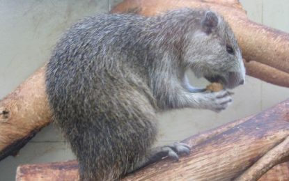 Interesting Creature…  Hutia