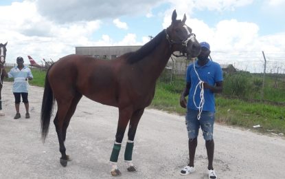 Four more horses arrive Monday last for Guyana Cup day