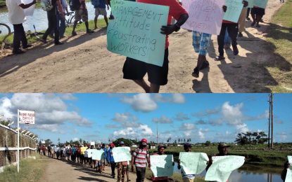 92 Berbice sugar workers protest cutting cane, weeding field