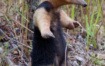 Interesting Creature…  Southern Tamandua