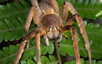 Brazilian Wandering Spiders