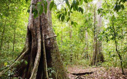 Iwokrama Forest retains stewardship certification