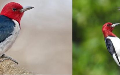 The Red-headed Woodpecker