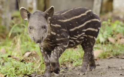 The bush cow (Tapir)