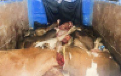 Police arrest man found with stolen, slaughtered cows in lorry