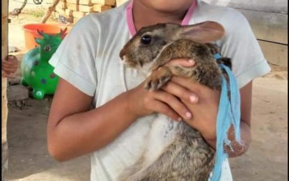 Villagers to assist in identifying “undiscovered” wild rabbits at Rupununi