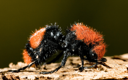 The velvet ant (Mutillidae)