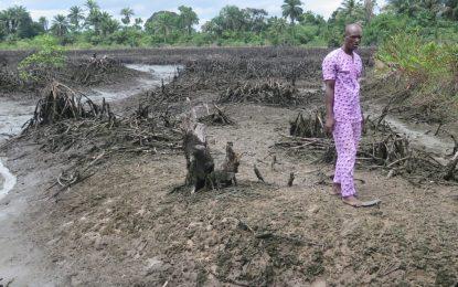 13,000 Nigerians take Shell to court in England over devastating oil spills that wrecked their livelihoods