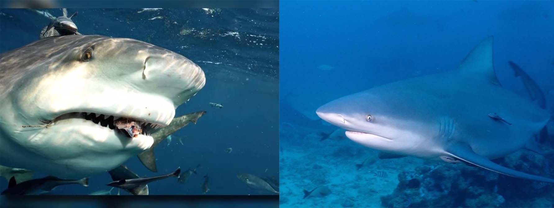 Bull Shark, Hungry Shark Wiki