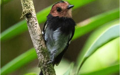 Most sought after bird in the Amazonia found in Guyana