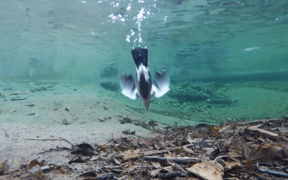 American Dipper (Cinclus mexicanus)