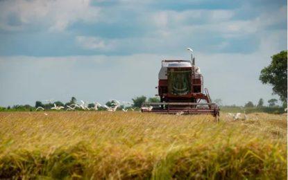 Rice farmers seeing higher yields despite lower acreages sown