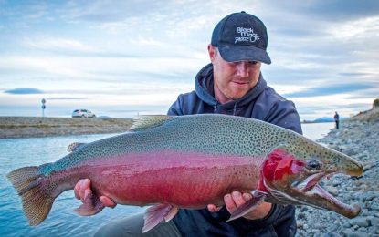 The rainbow trout (Oncorhynchus mykiss)