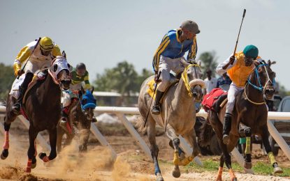 Guyana’s top racing stables and horse owners getting ready for the One Guyana Breeders Cup Meet