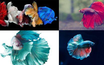 Betta the siamese fighting fish