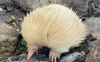 Rare egg laying mammal spotted in Australia